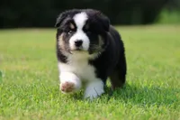 Pop!, a male Australian Shepherd for sale in Lake City, MI – 8 of 9