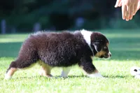 Crackle , a female Australian Shepherd for sale in Lake City, MI – 10 of 10