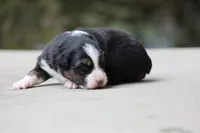 Panfish, a female Australian Shepherd for sale in Lake City, MI – Photo 5 of 10