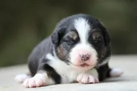 Panfish, a female Australian Shepherd for sale in Lake City, MI – Photo 4 of 10