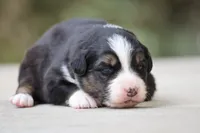 Panfish, a female Australian Shepherd for sale in Lake City, MI – Photo 1 of 10