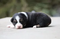 Panfish, a female Australian Shepherd for sale in Lake City, MI – Photo 2 of 10