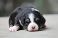 Panfish, a female Australian Shepherd for sale in Lake City, MI – Photo 8 of 10