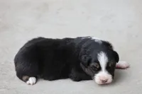 Panfish, a female Australian Shepherd for sale in Lake City, MI – Photo 7 of 10