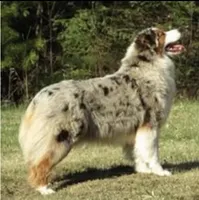 Panfish, a female Australian Shepherd for sale in Lake City, MI – Photo 9 of 10