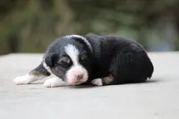 Panfish, a female Australian Shepherd for sale in Lake City, MI – Photo 6 of 10