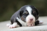 Panfish, a female Australian Shepherd for sale in Lake City, MI – Photo 3 of 10