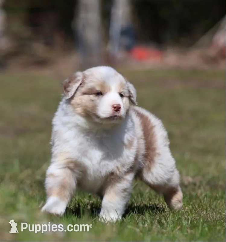 Metallica, a male Australian Shepherd for sale in Lake City, MI – Photo 2 of 9