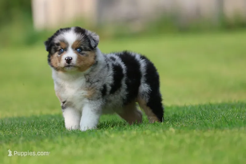 Firecracker  – Australian Shepherd puppy for sale in Lake City, MI