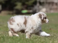 Metallica, a male Australian Shepherd for sale in Lake City, MI – Photo 6 of 9