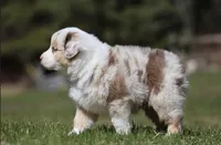 Metallica, a male Australian Shepherd for sale in Lake City, MI – Photo 5 of 9