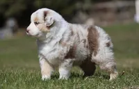 Metallica, a male Australian Shepherd for sale in Lake City, MI – Photo 3 of 9