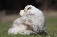 Metallica, a male Australian Shepherd for sale in Lake City, MI – Photo 9 of 9