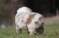 Metallica, a male Australian Shepherd for sale in Lake City, MI – Photo 8 of 9