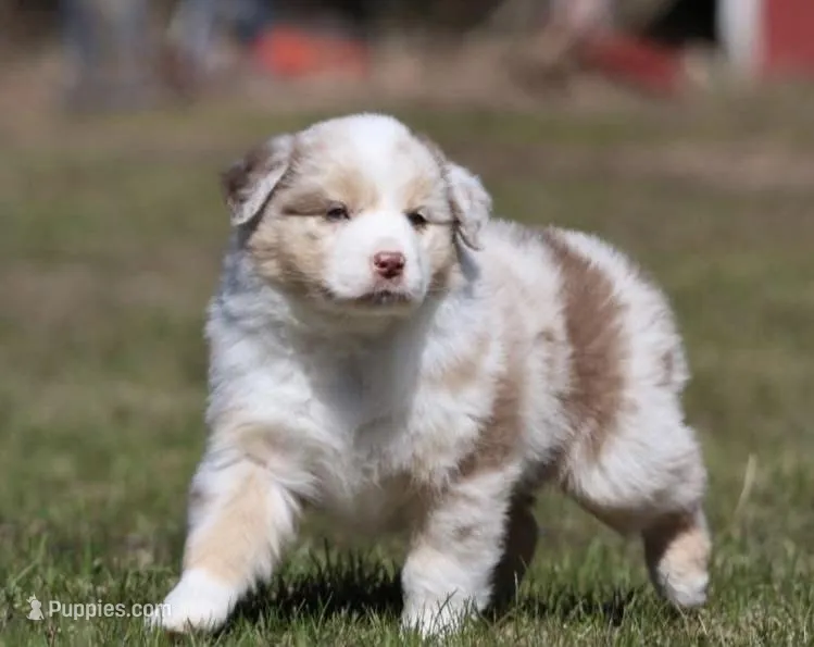 Metallica – Australian Shepherd puppy for sale in Lake City, MI