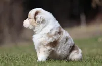 Metallica, a male Australian Shepherd for sale in Lake City, MI – Photo 4 of 9