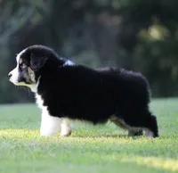Pop, a male Australian Shepherd for sale in Lake City, MI – 3 of 6
