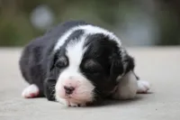 Crappie, a female Australian Shepherd for sale in Lake City, MI – Photo 5 of 10