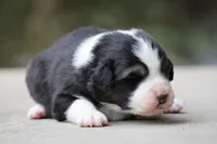 Crappie, a female Australian Shepherd for sale in Lake City, MI – Photo 6 of 10