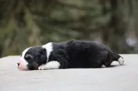 Crappie, a female Australian Shepherd for sale in Lake City, MI – Photo 7 of 10