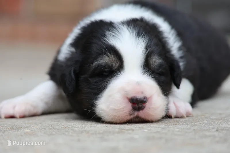 Crappie – Australian Shepherd puppy for sale in Lake City, MI