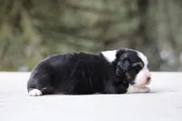 Crappie, a female Australian Shepherd for sale in Lake City, MI – Photo 3 of 10