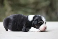 Crappie, a female Australian Shepherd for sale in Lake City, MI – Photo 4 of 10
