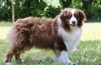 Crappie, a female Australian Shepherd for sale in Lake City, MI – Photo 10 of 10