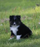 Uno , a male Toy Australian Shepherd for sale in Lake City, MI – 2 of 4