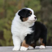 NOVA -female , a female Australian Shepherd for sale in Lake City, MI – Photo 2 of 8