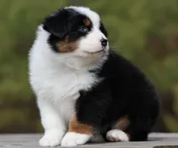 NOVA -female , a female Australian Shepherd for sale in Lake City, MI – Photo 4 of 8