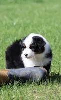 NOVA -female , a female Australian Shepherd for sale in Lake City, MI – Photo 7 of 8