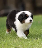NOVA -female , a female Australian Shepherd for sale in Lake City, MI – Photo 3 of 8