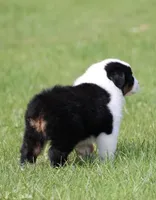 NOVA -female , a female Australian Shepherd for sale in Lake City, MI – Photo 5 of 8