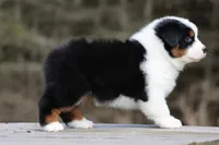 NOVA -female , a female Australian Shepherd for sale in Lake City, MI – Photo 8 of 8