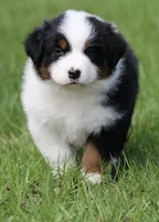 NOVA -female , a female Australian Shepherd for sale in Lake City, MI – Photo 6 of 8