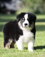 Pop, a male Australian Shepherd for sale in Lake City, MI – 2 of 6