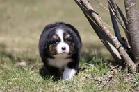 Pan Fish BET, a female Australian Shepherd for sale in Lake City, MI – Photo 9 of 10