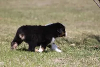 Pan Fish BET, a female Australian Shepherd for sale in Lake City, MI – Photo 7 of 10