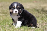 Pan Fish BET, a female Australian Shepherd for sale in Lake City, MI – Photo 3 of 10