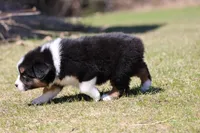 Pan Fish BET, a female Australian Shepherd for sale in Lake City, MI – Photo 10 of 10
