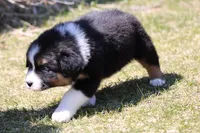 Pan Fish BET, a female Australian Shepherd for sale in Lake City, MI – Photo 5 of 10