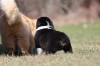 Pan Fish BET, a female Australian Shepherd for sale in Lake City, MI – Photo 4 of 10