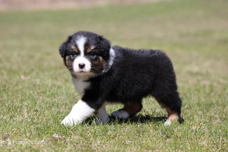 Pan Fish BET – Australian Shepherd puppy for sale in Lake City, MI