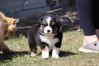 Pan Fish BET, a female Australian Shepherd for sale in Lake City, MI – Photo 6 of 10