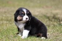 Pan Fish BET, a female Australian Shepherd for sale in Lake City, MI – Photo 2 of 10