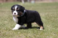 Pan Fish BET, a female Australian Shepherd for sale in Lake City, MI – Photo 8 of 10