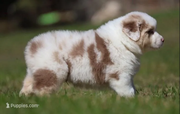 ACDC – Australian Shepherd puppy for sale in Lake City, MI