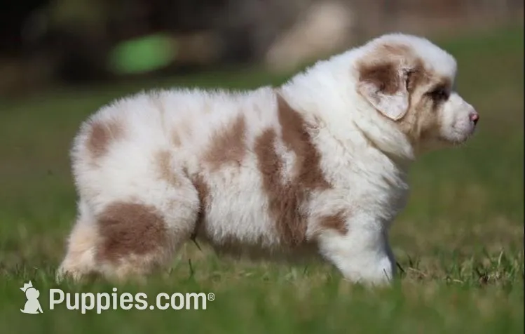 ACDC, a male Australian Shepherd for sale in Lake City, MI – Photo 1 of 10