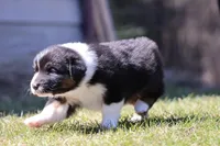 Mars , a female Australian Shepherd for sale in Lake City, MI – Photo 4 of 8